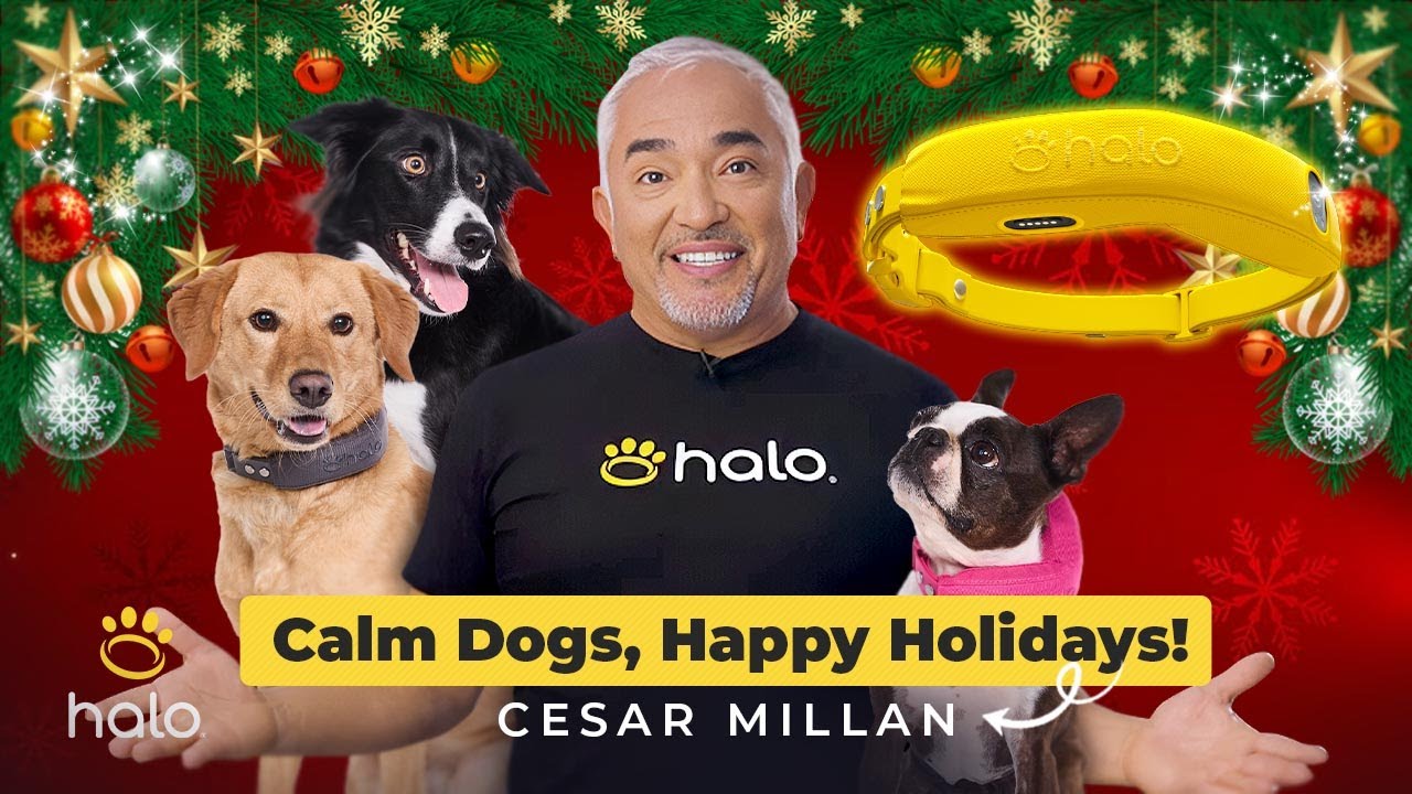 Master Holiday Dog Training: Unlock Freedom with Halo Collar