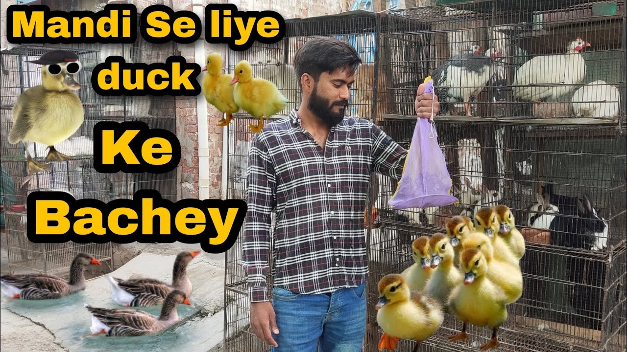 Duck Ke Bachey Bhi A Gaye 🦢🦆🦆🦢              | Visit Multan Mandi | Multan Bird Market | Duck Chicks