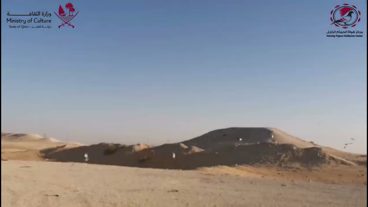 إطلاق حمام سباق م.العثمانية من أراضي المملكة العربية السعودية تنظيم مركز هواة الحمام الزاجل دولة قطر