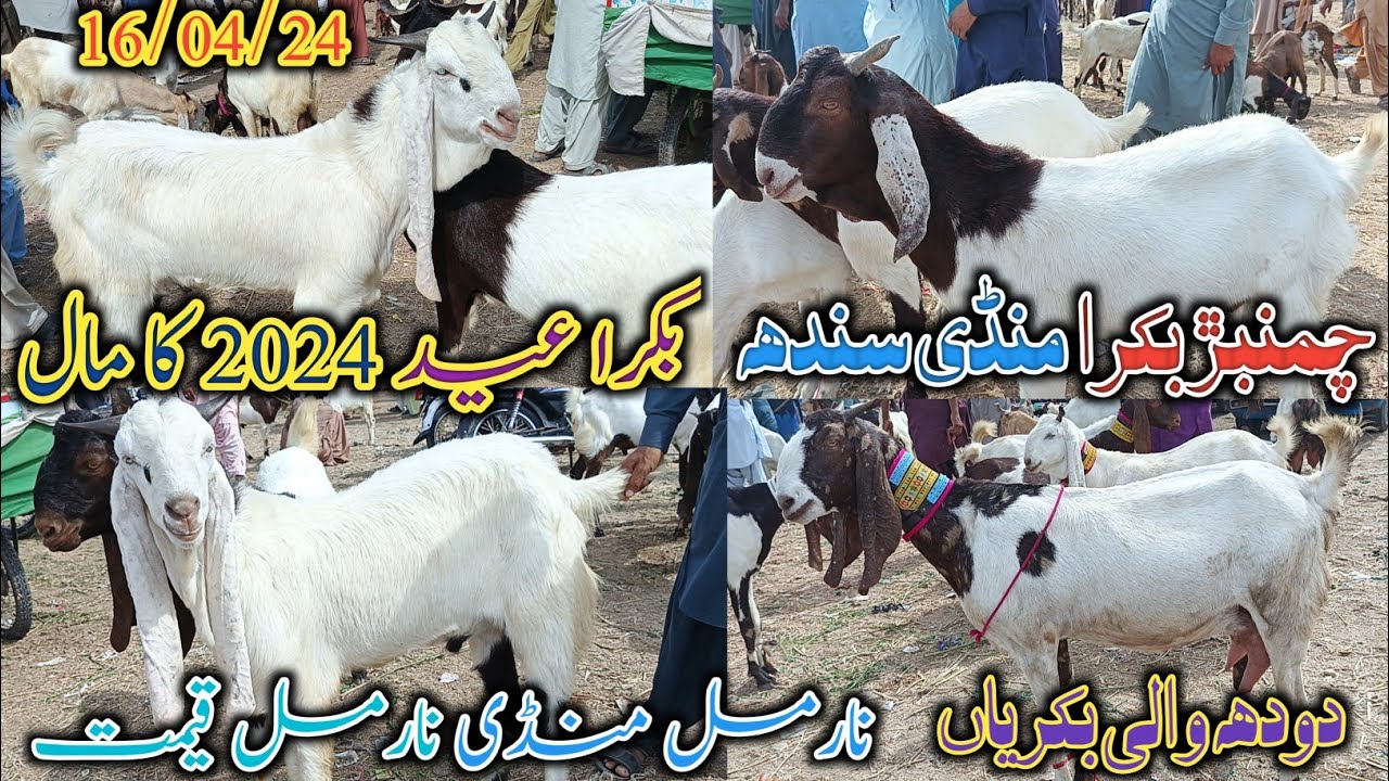 Chamber Bakra mandi | latest update today | bakra Eid 2024 | patari Goat | date 16/04/2024