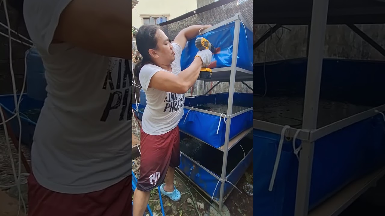 3 LAYER TRAPOND FOR CRAYFISH BACK YARD FARMING