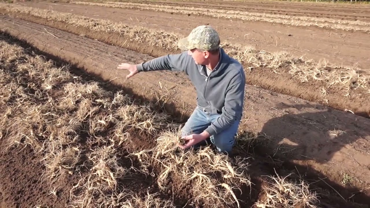 Schumacher Ginseng Harvest 2022
