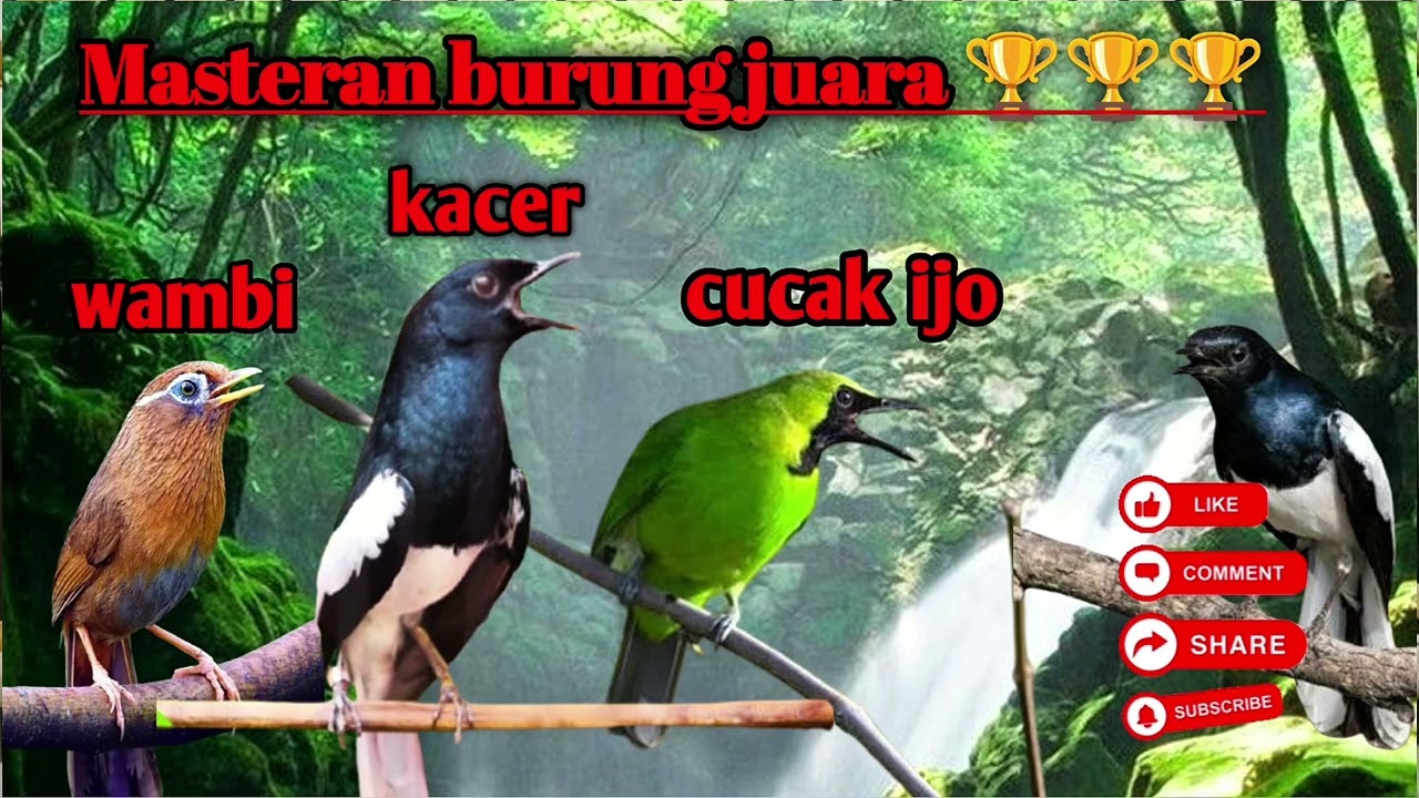 Masteran burung juara |combinasi full isian |kacer|wambi|cucak ijo