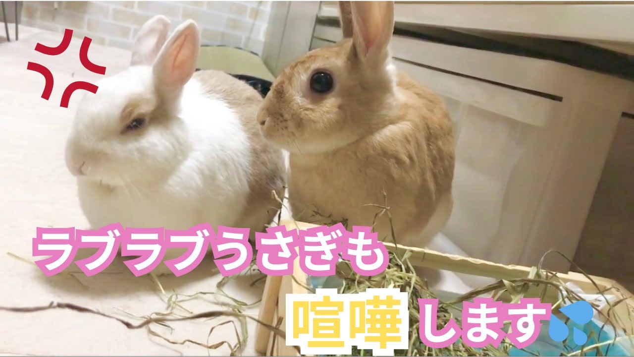 ラブラブうさぎも喧嘩します🐰💢【過去編】