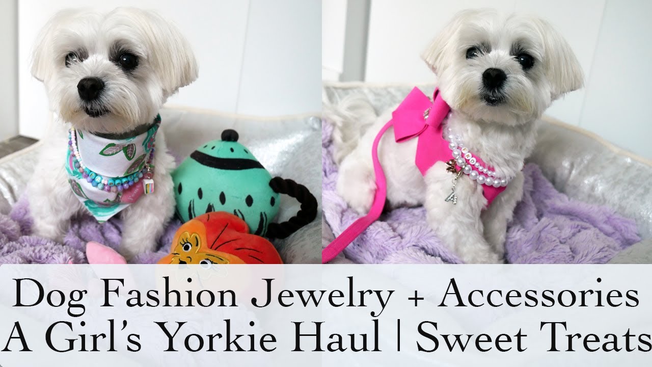A Girl's Yorkie Haul | Dog Fashion, Pet Jewelry, Dog Necklaces | Sweet Treats Collection