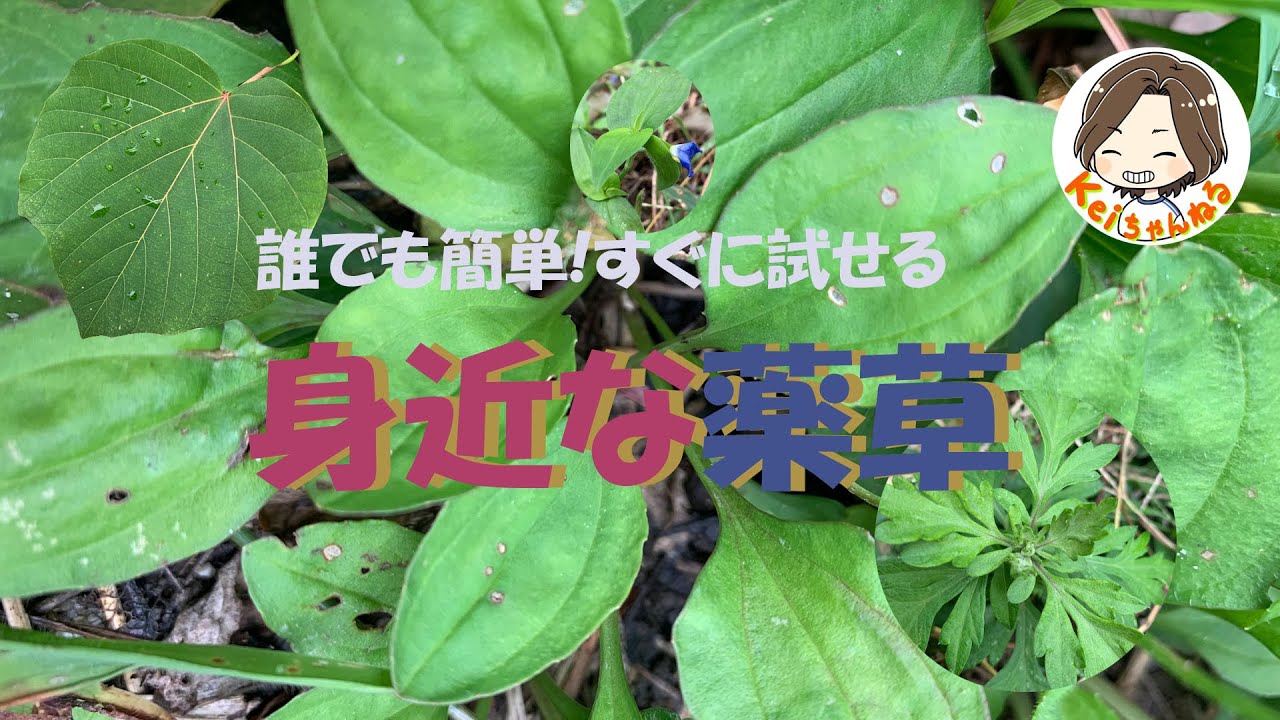 身近な薬草を探そう