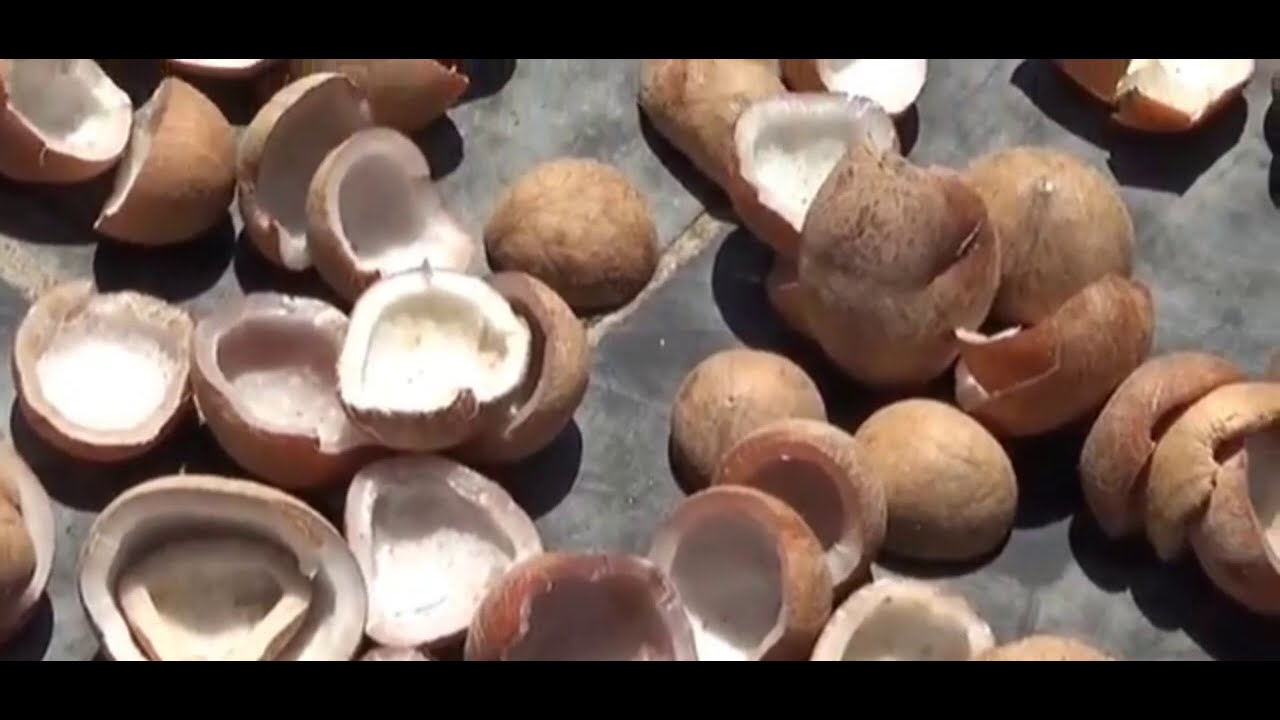 தேங்காய் கொப்பரை உற்பத்தி மற்றும் விற்பனை (thengai kopparai business)