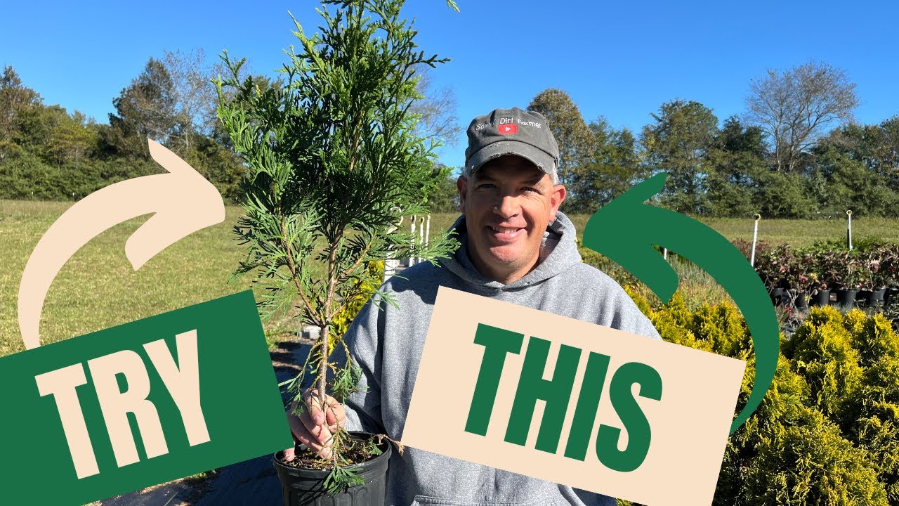 Как мы зарабатываем деньги, продавая тысячи маленьких деревьев // Green Giant Arborvitaes