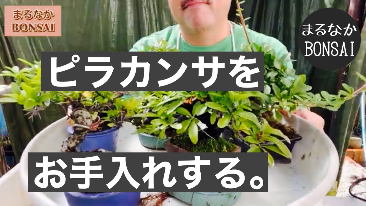 #220  ピラカンサの手入れ。　　　　　　@まるなかBONSAI    【ミニ盆栽】