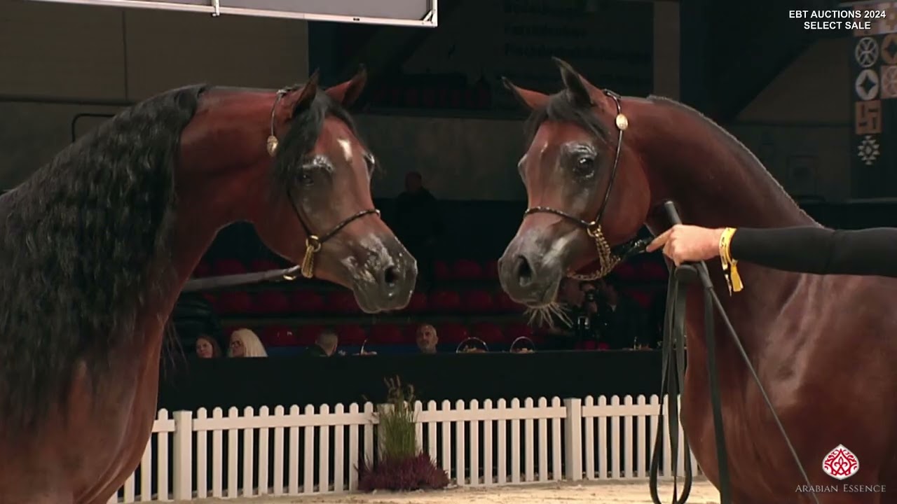 EBT Auctions 2024   Select Sale   Future Stallions presentation