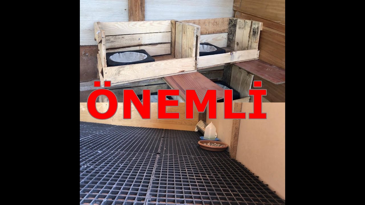 güvercin kümesinde olması gerekenler ve yapılması gerekenler #güvercinkümesindenelerolmalı