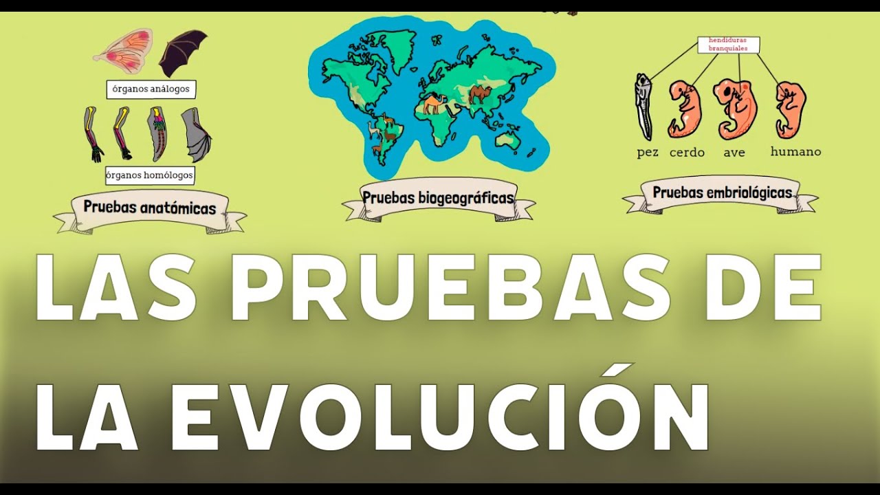 Las pruebas de la evoluci&oacute;n #videolecci&oacute;n 4 de ESO