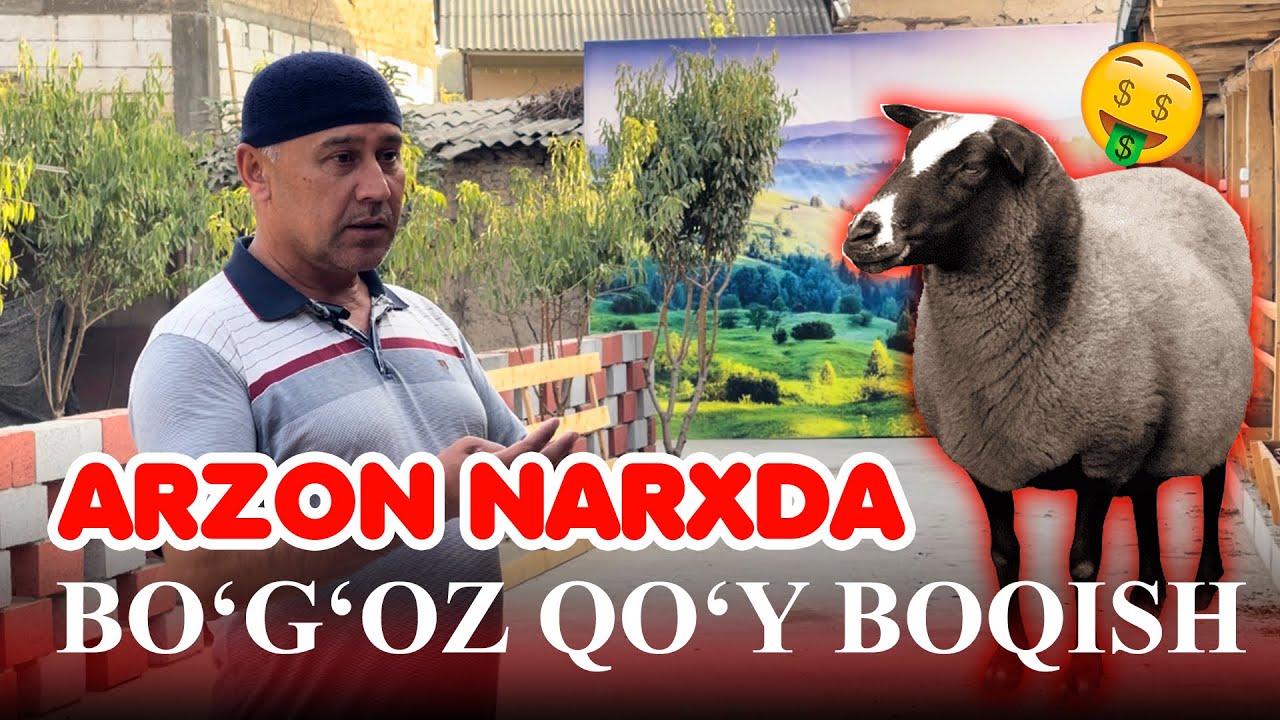 ARZON NARXDA BO'G'OZ QO'Y BOQISH