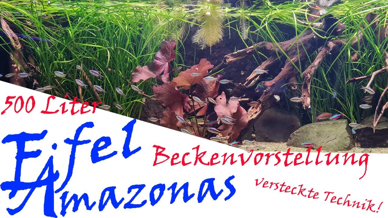500 Liter Amazonasbecken Biotopaquarium Vorstellung der Tiere und der Technik