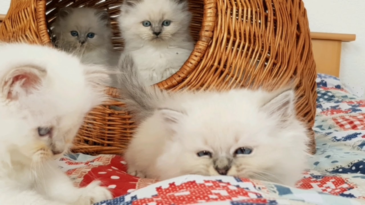 Britisch Langhaar Kitten , Kätzchen