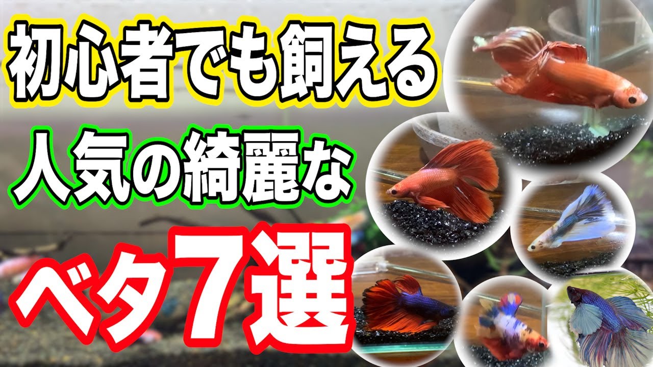 【初心者向けベタ】プロがオススメする人気のベタ7選！飼育方法と注意点を解説！【観賞魚】