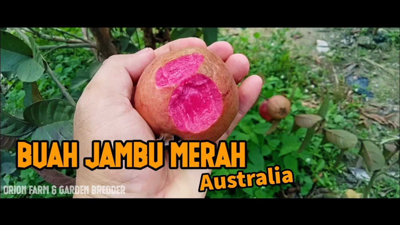 jambu merah Australia mulai matang sempurna