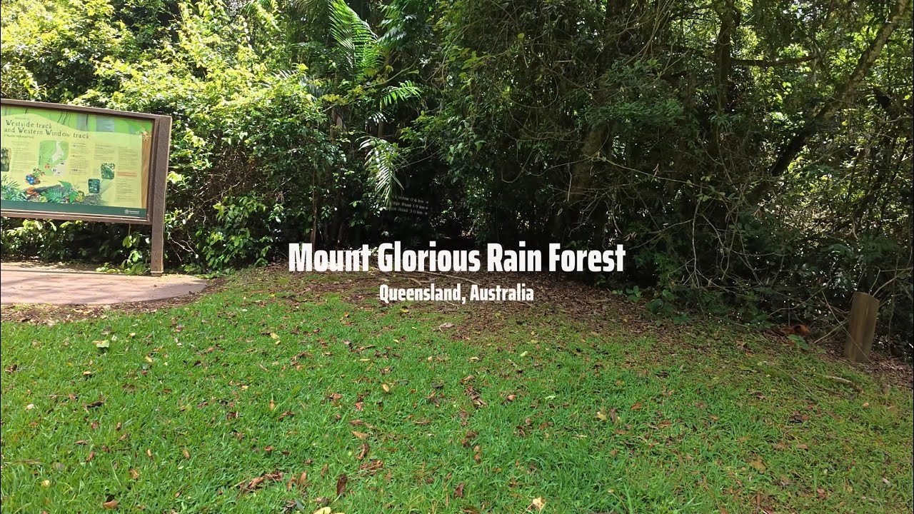 Mount Glorious Rainforest POV Walk 4K Resolution