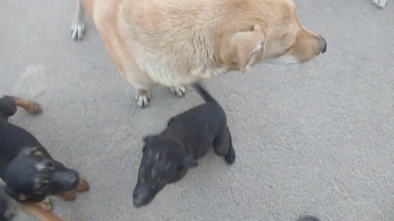 Уилл, Стив, Макс, Робин, Дастин, Лукас всегда ждут моего приезда 🐕😍