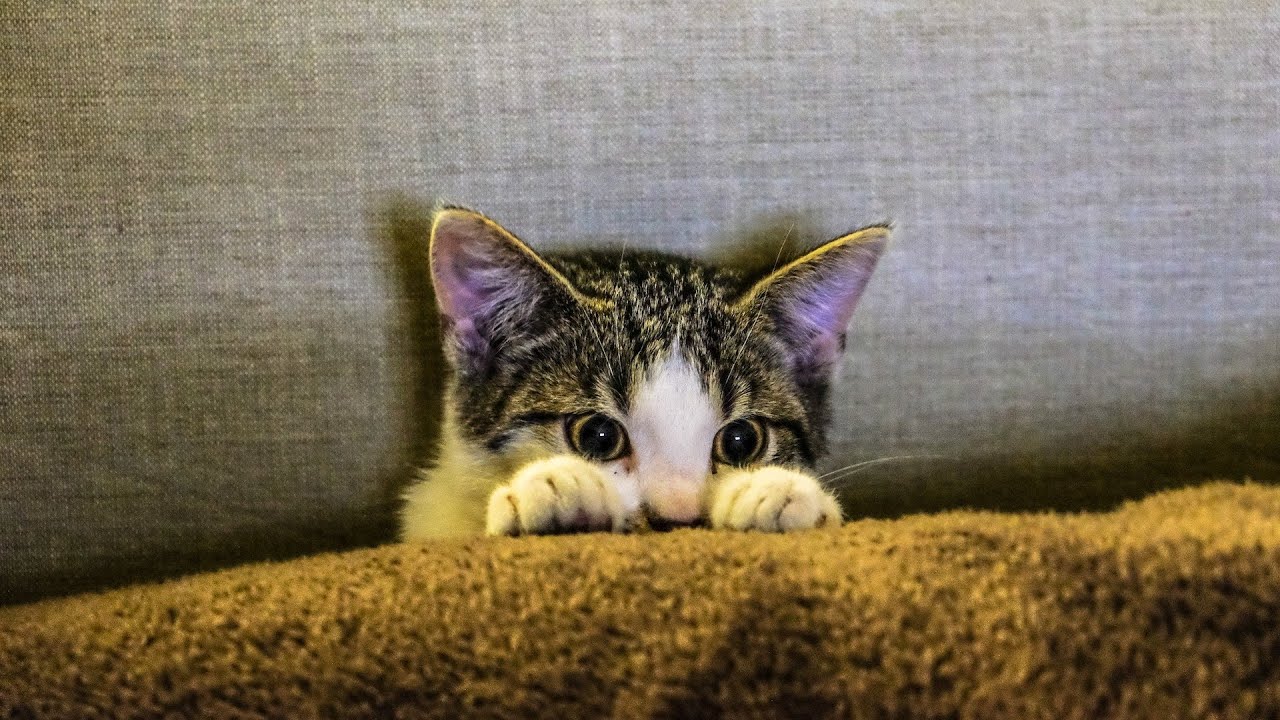 Kitten Playing Together 😻