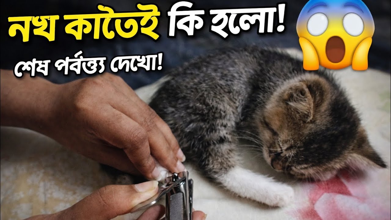 “আজকে orbit er manicure day 😼✂️” 😻💯#cat #catvideo #cutecat #funnycat #petcare #catlovers 