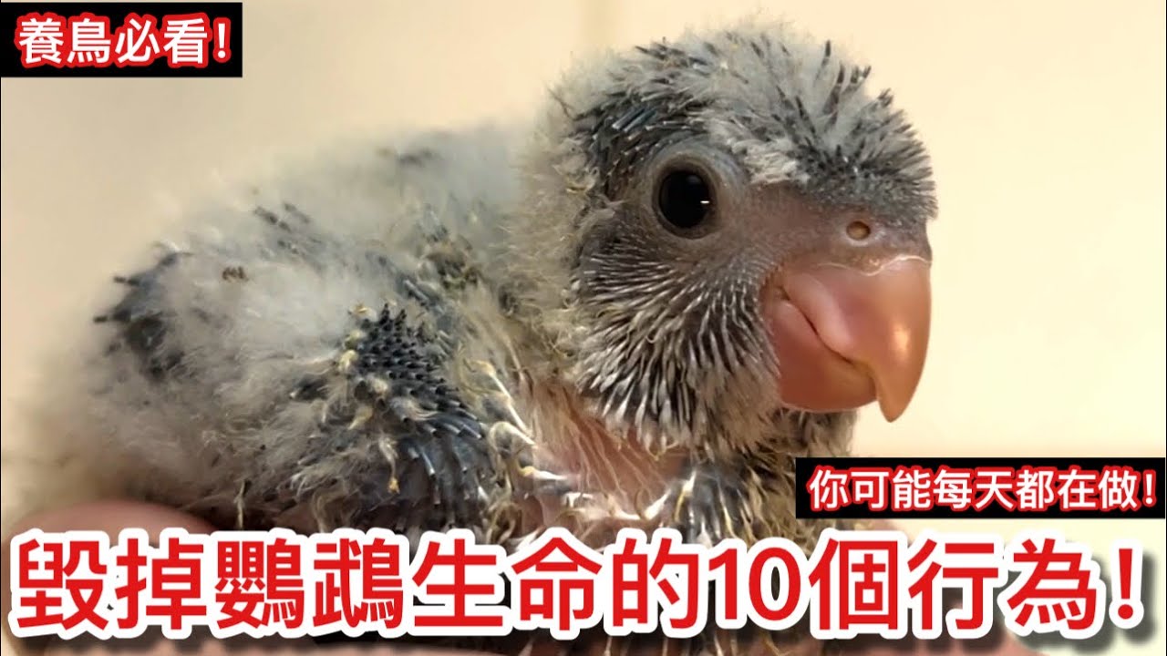 你可能每天都在做！10件「毀掉」鸚鵡壽命的錯誤飼養行為！【鸚鵡小木屋】