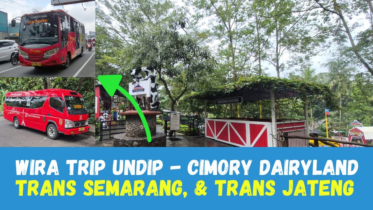TIPS Wisata ke Cimory Dairy Land Bawen dari UNDIP Hanya 8500 || Trans Semarang & Trans Jateng