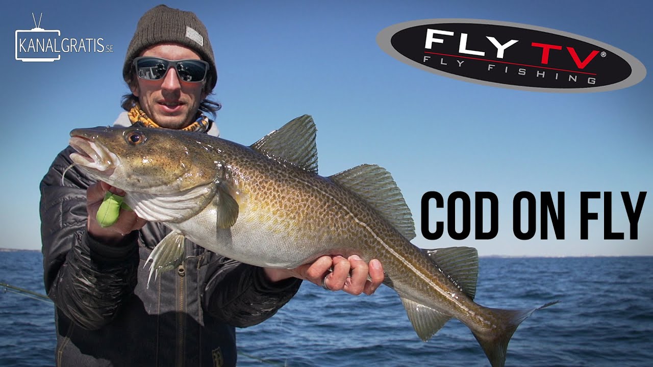 FLY TV - Cod on Fly