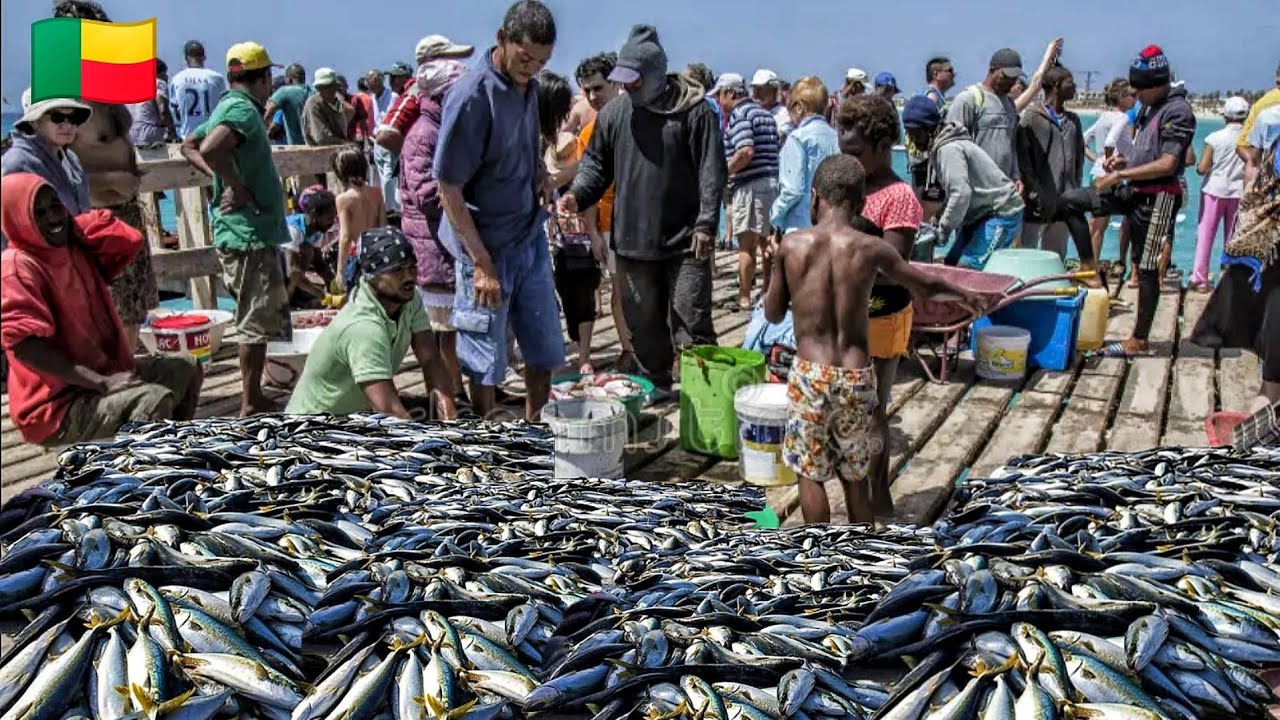 Biggest seafood market in Cotonou Bénin West Africa 🇧🇯. Buy and cook fresh fish with me in Bénin