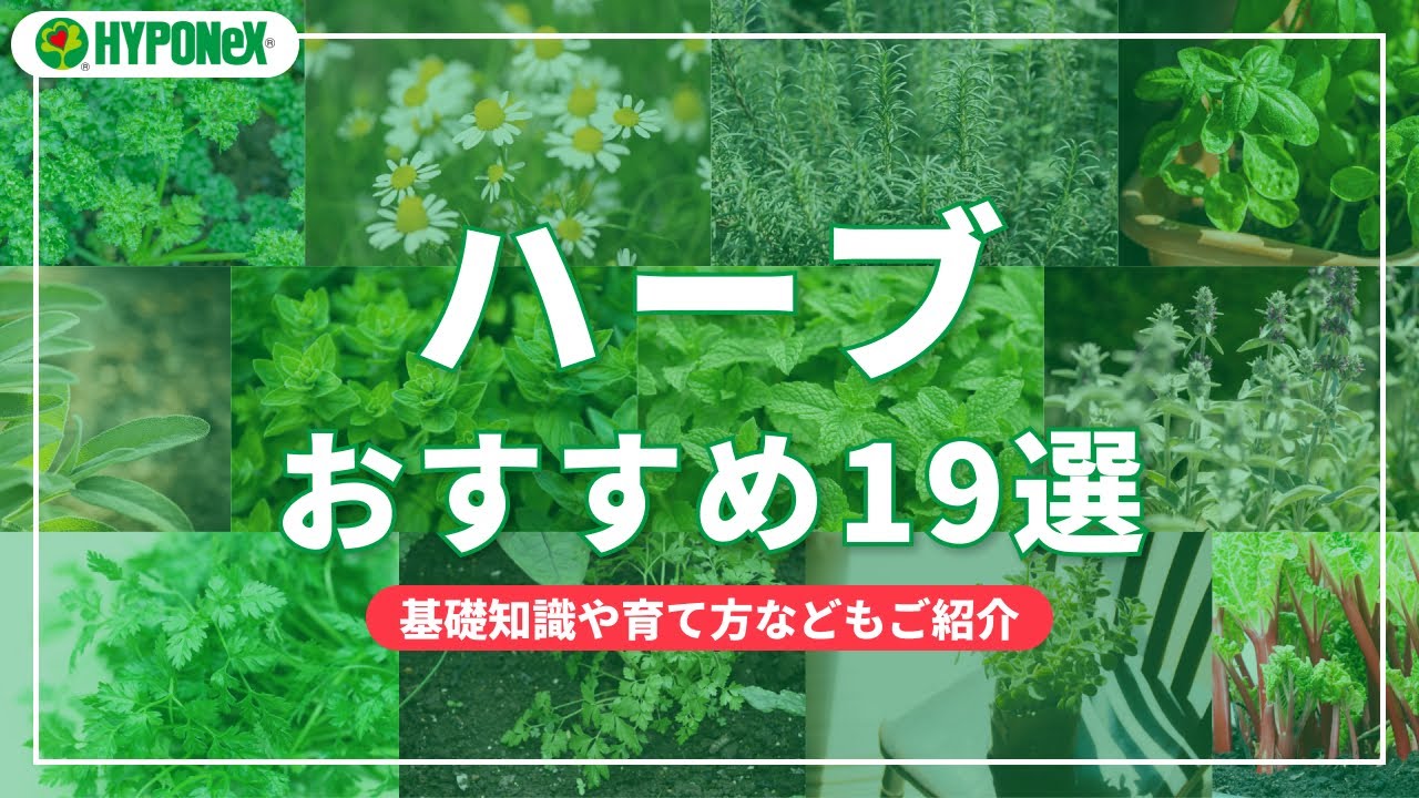ハーブおススメ19選｜基礎知識や育て方などもご紹介｜【SELECT】