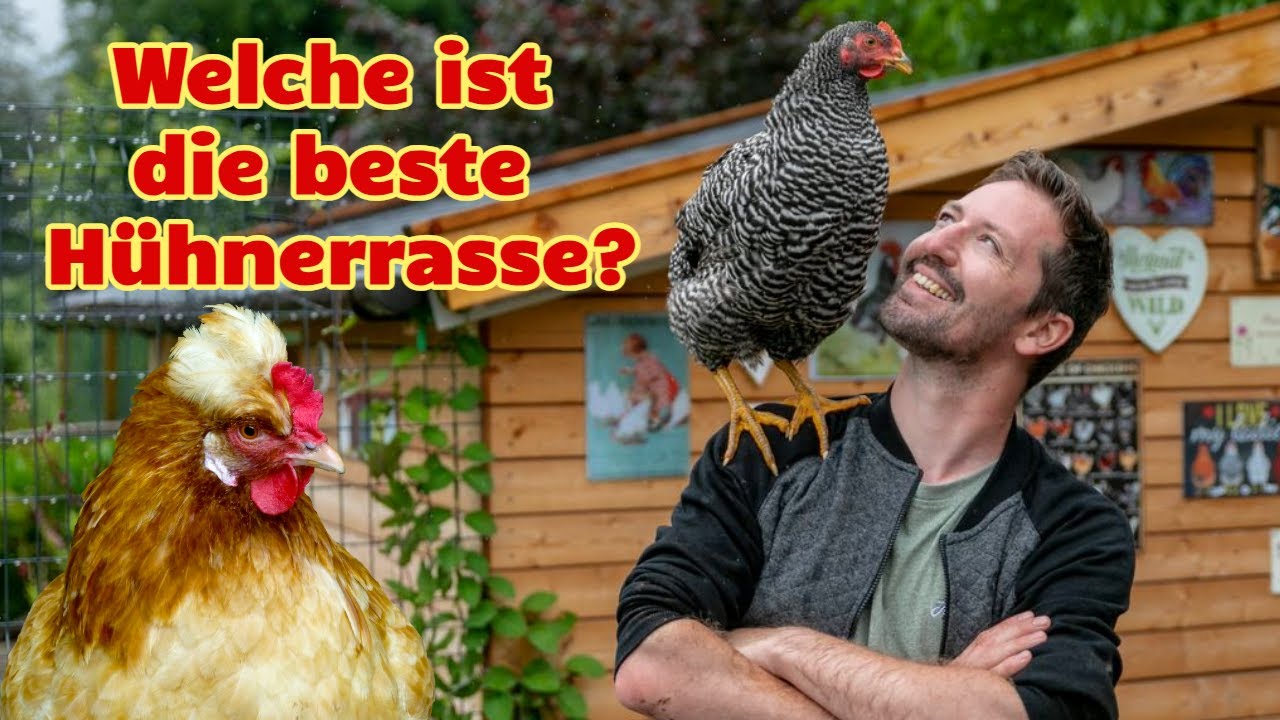 Welche ist die beste H&uuml;hnerrasse? Die besten 