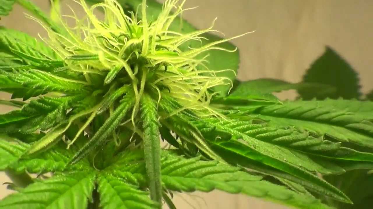 My Indica/Sativa hybrid week 4 flower