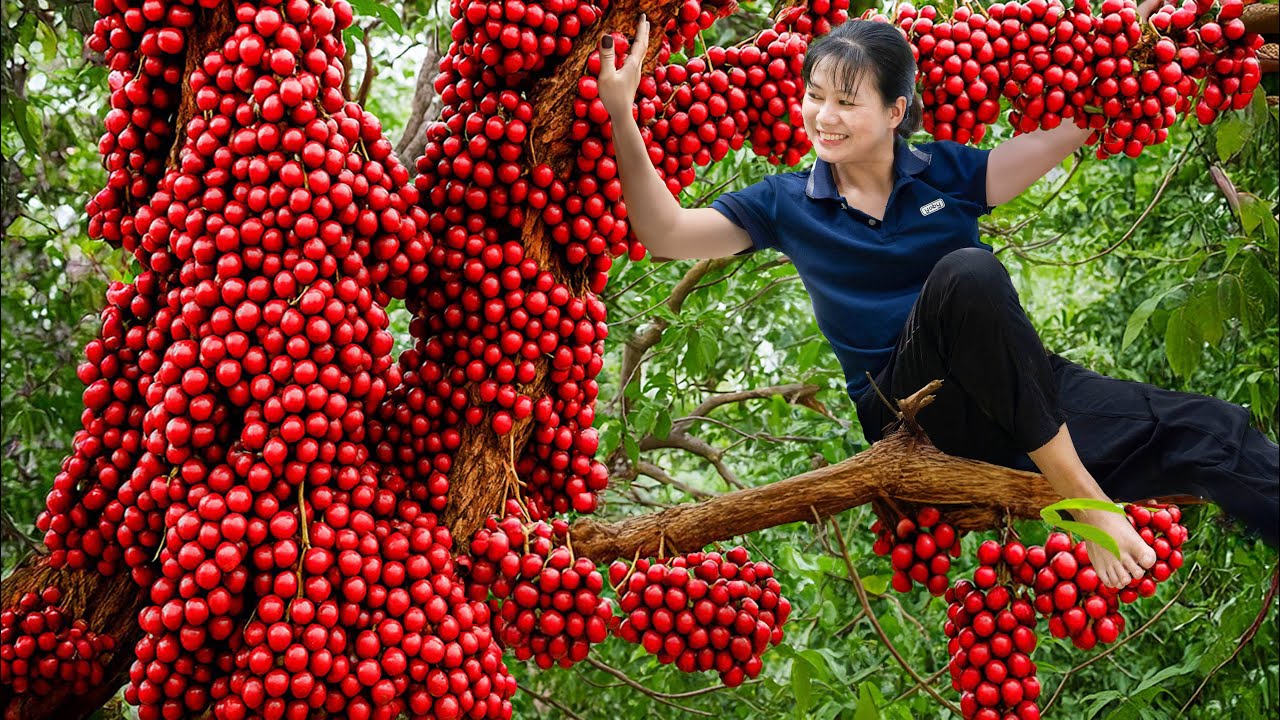 Harvesting Giant Burmese Grapes & Fresh Grape Juice Recipe...Savior of Stroke In The Elderly
