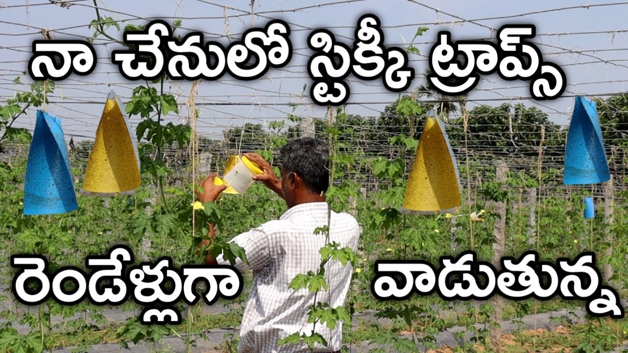 పంట చేనులో జిగురు అట్టల ఉపయోగం చాలా ఉంది | Sticky Traps for Insects | రైతు బడి