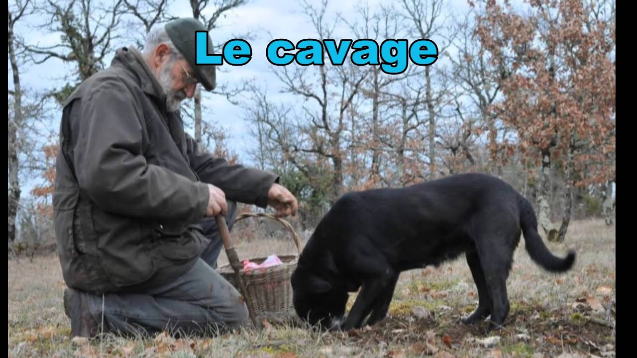 La truffe noire du pays de Lalbenque