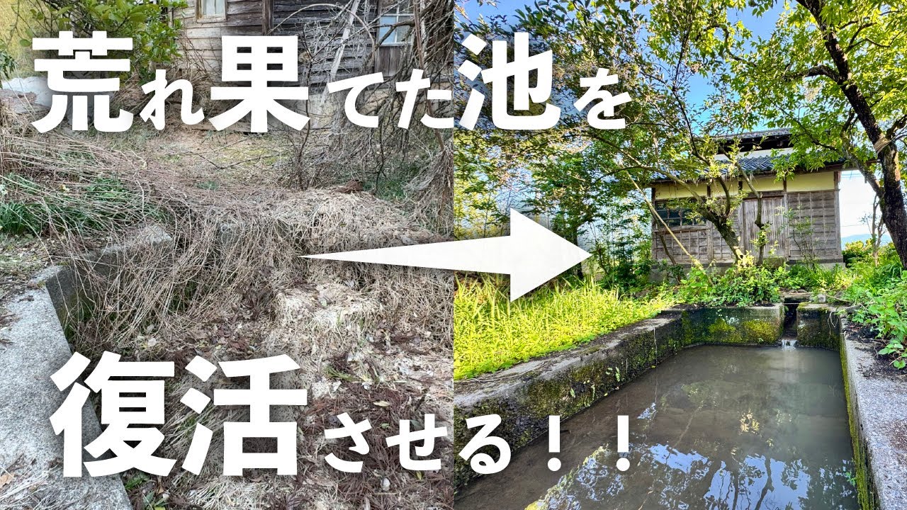 【古民家再生】荒れた庭の池を綺麗にしたらたくさんの生き物がやってきた！