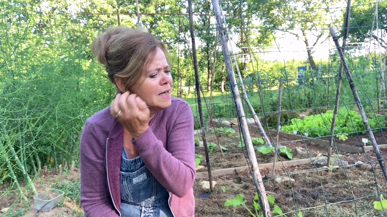 Ini's moestuin #14 - Tomaten en paprika's dieven, koolrabi uitdunnen en verplanten.