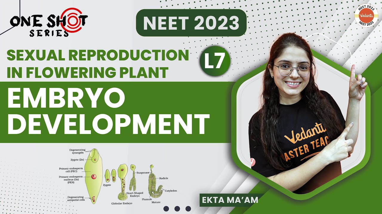 Sexual reproduction in flowering plants | L7 | Class 12 | Embryo Development | #neetbiology