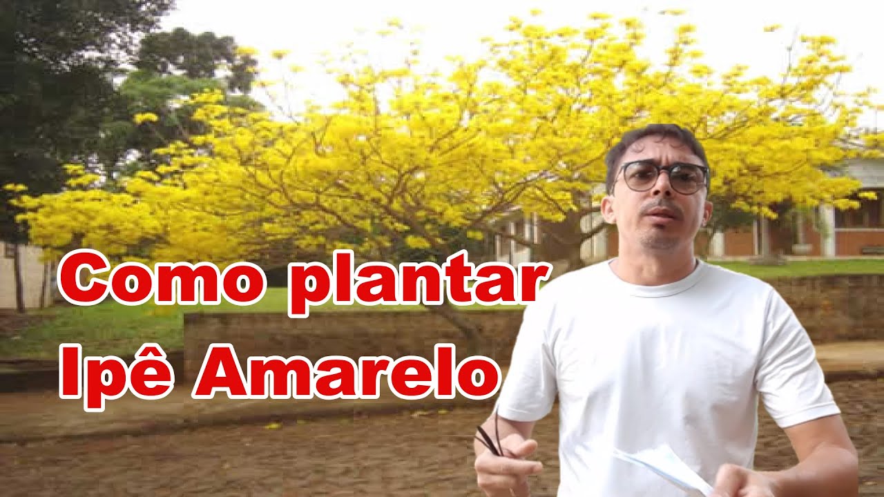 Como Plantar Ipê Amarelo por sementes ou Estaquia
