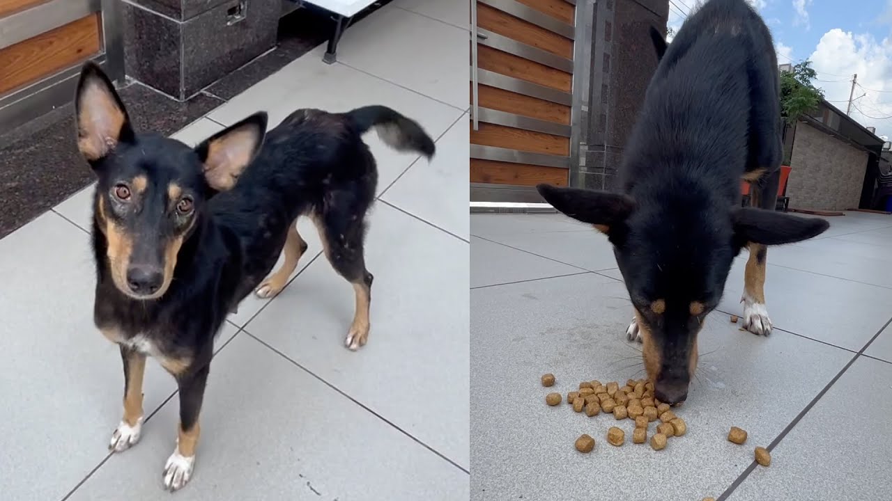 A Special Treat for a Hungry Street Dog 🐕  A Moment of Joy #StreetDog #DogLovers  #KindnessMatters