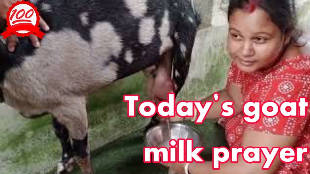 Today's goat milk prayer video in TST GOATFARM.
