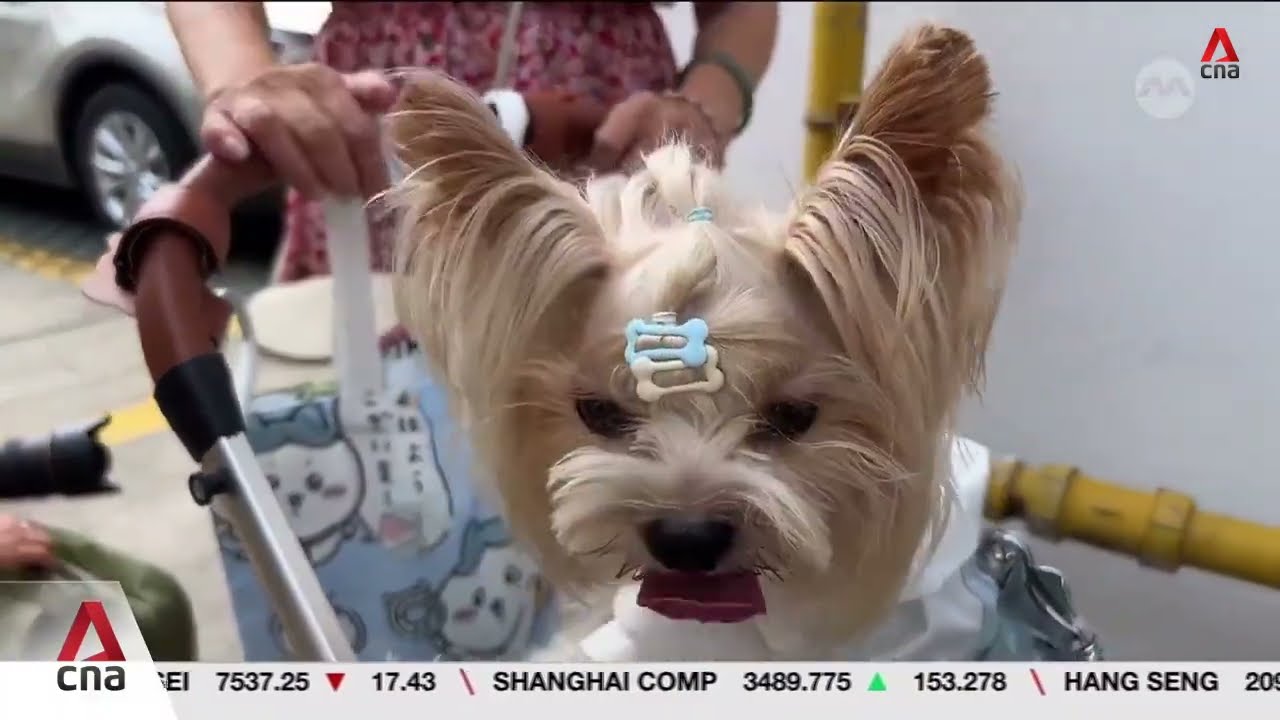 China operators offering pet tours to meet growing demand