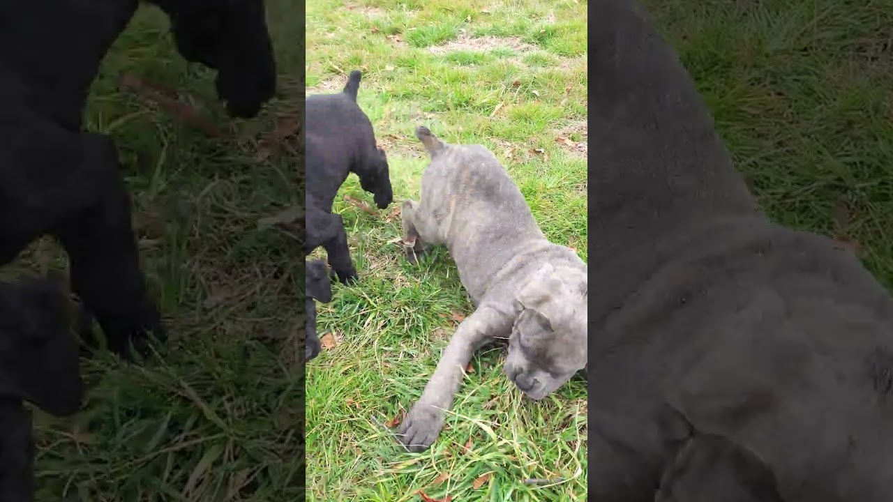 Future Cane Corso Studs in the Making | Flavors Cane Corso 🔥🐾