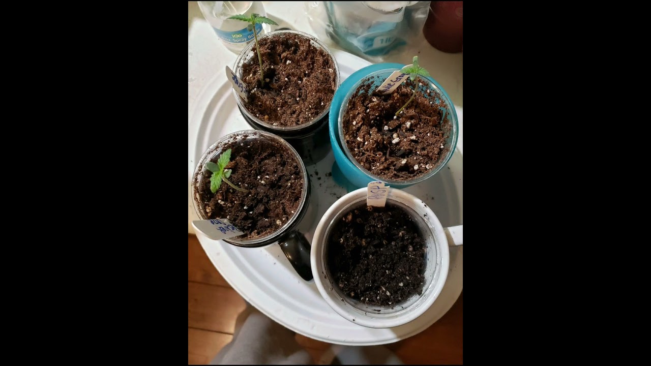 new beans popping spring 2023 started with boomer learning to grow series