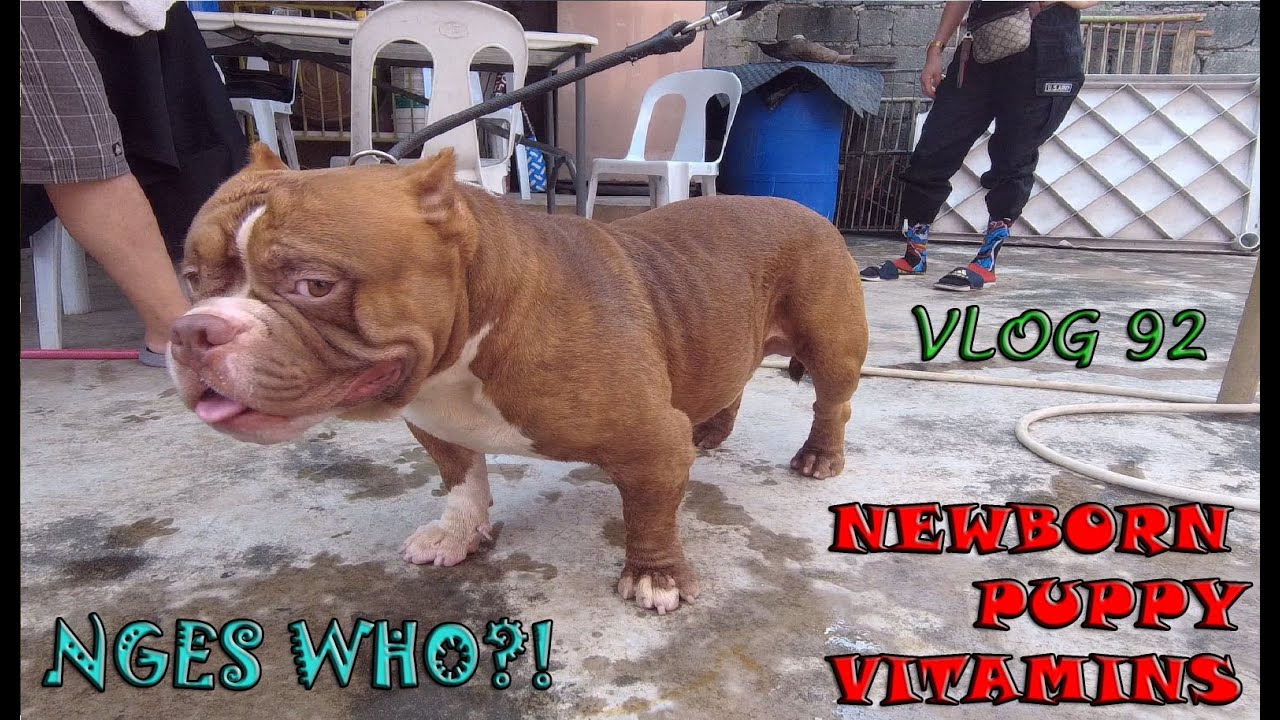 LEONIDAS 1ST BORN SON PUPPY VITAMINS AMERICAN BULLY DOG | DON RAIDER VLOG 92