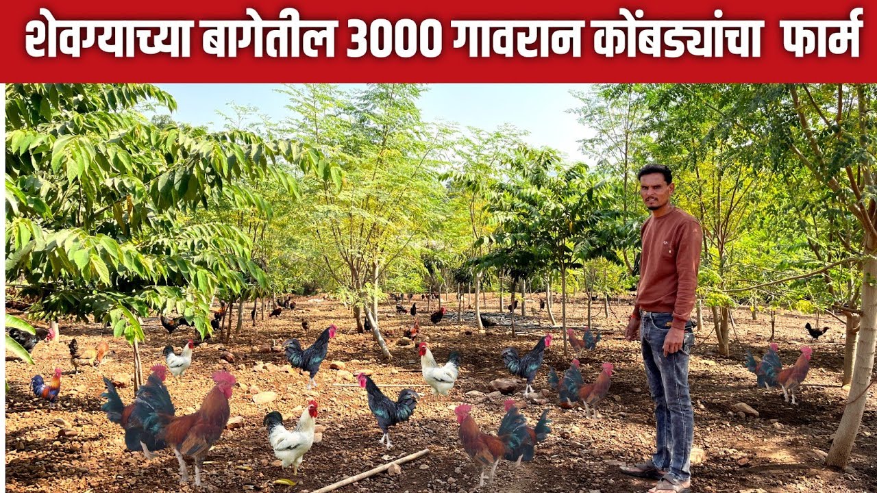 शेवग्याच्या बागेतील 3000 गावरान कोंबड्यांचा फार्म | Gavran kombadi palan | Gavran Kukut palan