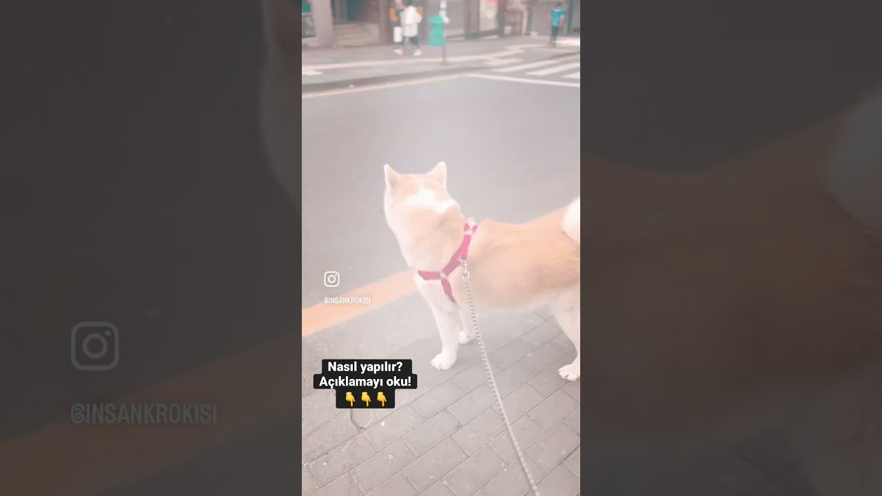 Trend bir video uygulaması hem de &ccedil;ok basit🫠 #trending #mydogiscoolerthanyou
