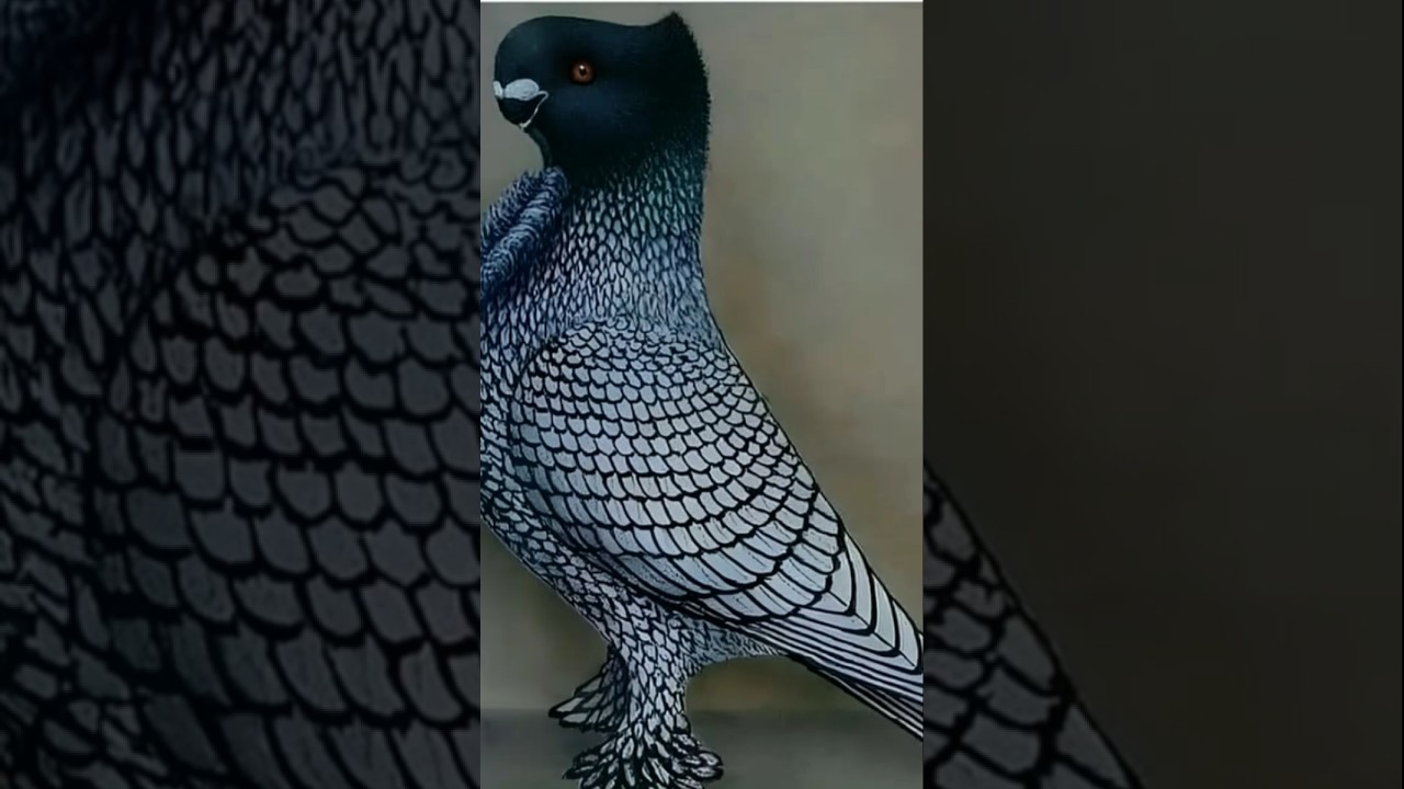 Kabutar ki videsh ki nasal #kabootar #videshi #nasal #pigeon #birds #pigeonlover #viralvideos #2025