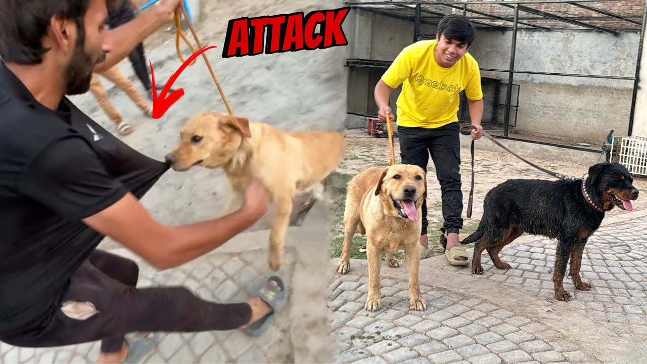 New Dog Ny Ata Sath Attack Kr Dea 😰