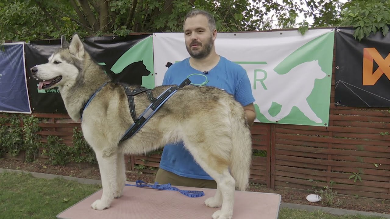Hogyan mérd le helyesen a kutyád